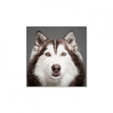 Wanddecoratie Husky